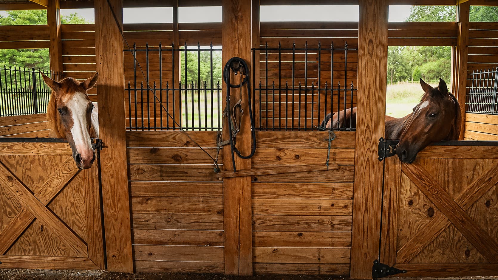 The horses at home in the ranch stable