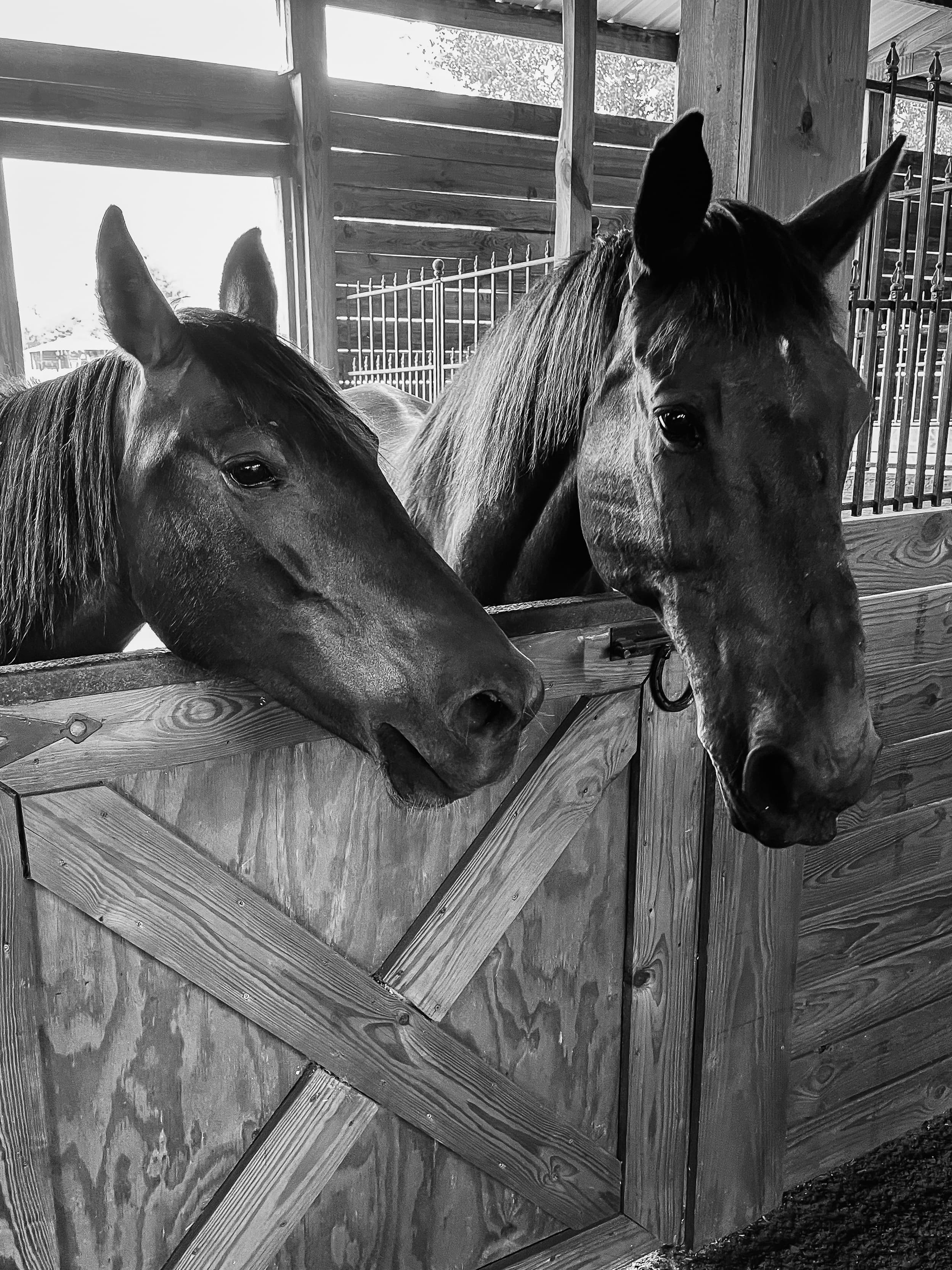 Two horses together in the stable