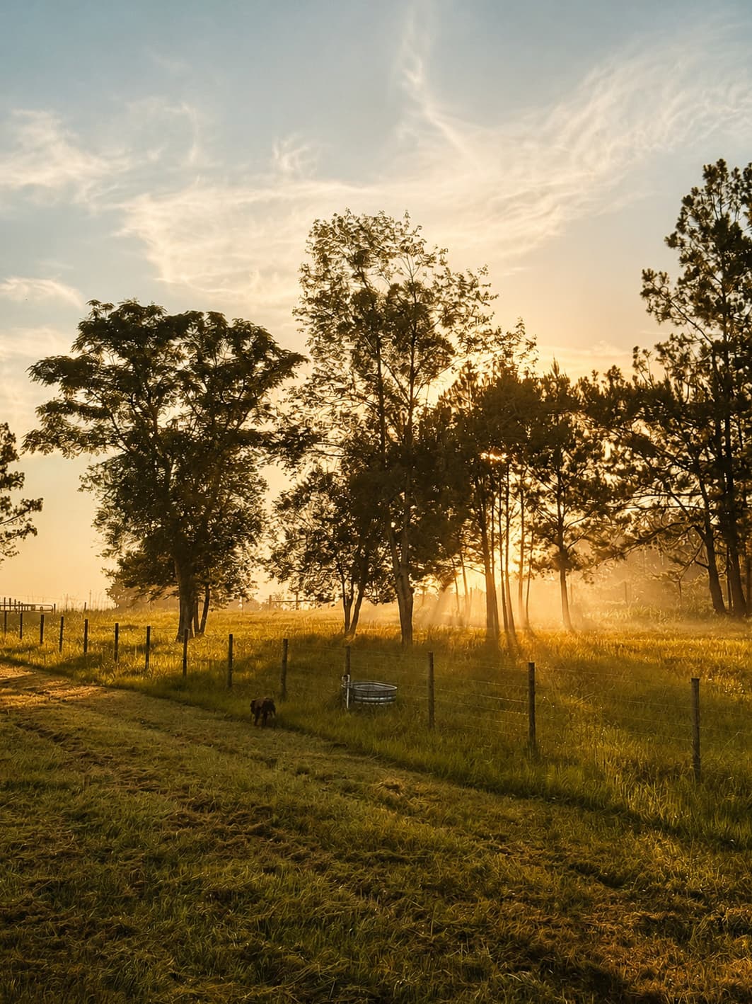 Sunlight across the peaceful ranch pasture